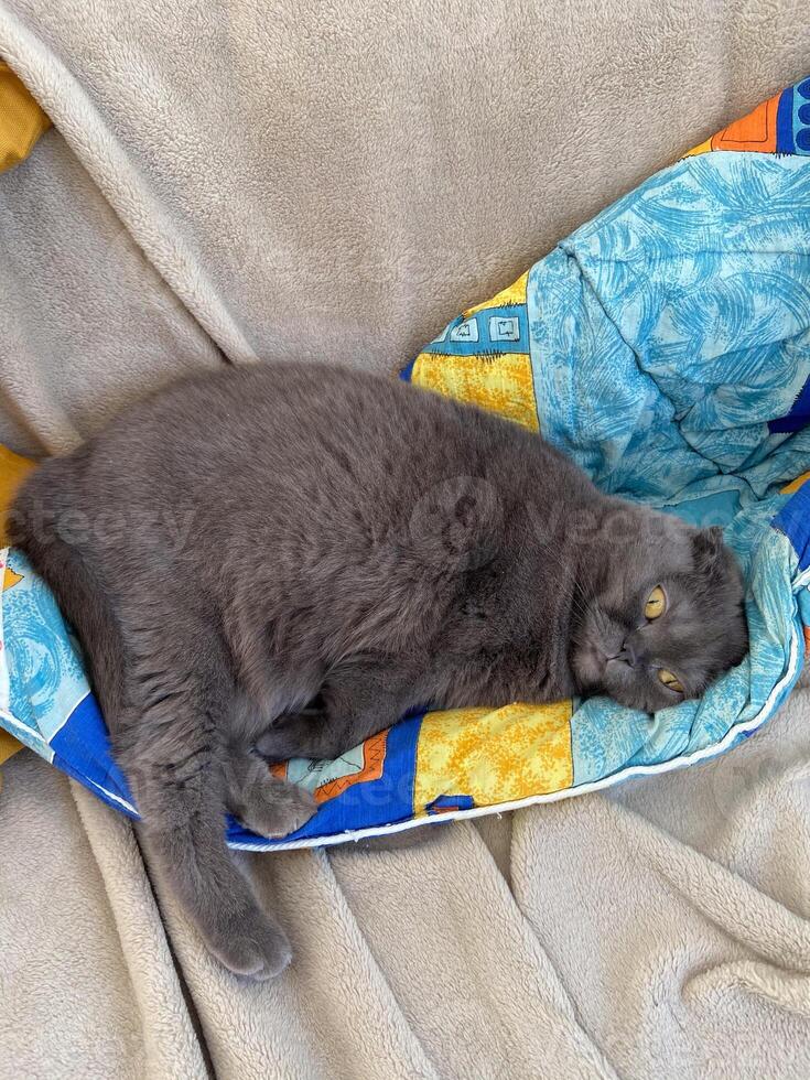 Lazy fat Grey cat Scottish fold on sofa at home, relaxed pet photo