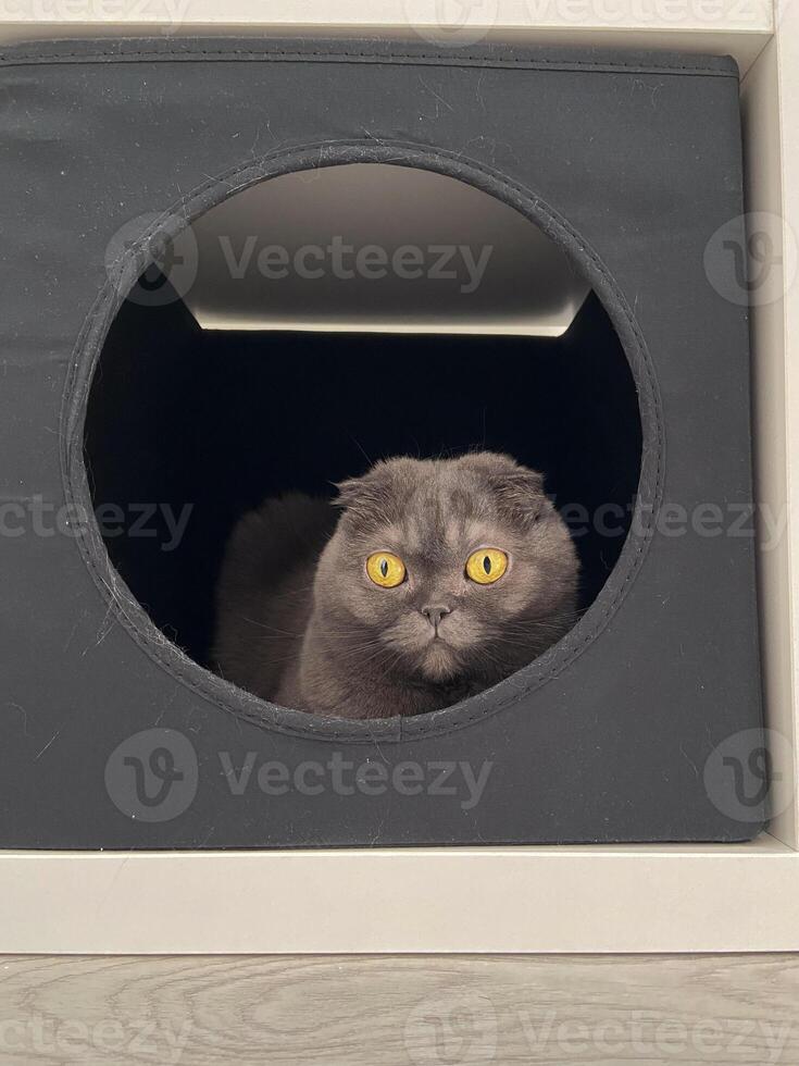 Gray scottish fold cat with striking yellow eyes peeking out of a black circular cat bed house. Curious feline looks out with a sense of intrigue and alertness. Pet and accessories for cat concept photo