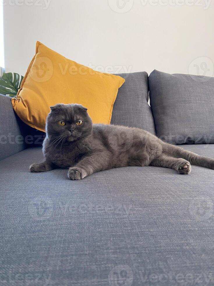 Lazy fat Grey cat Scottish fold on sofa at home, relaxed pet photo