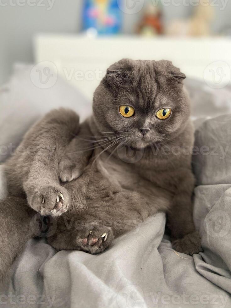 Lazy fat Grey cat Scottish fold on sofa at home, relaxed pet photo