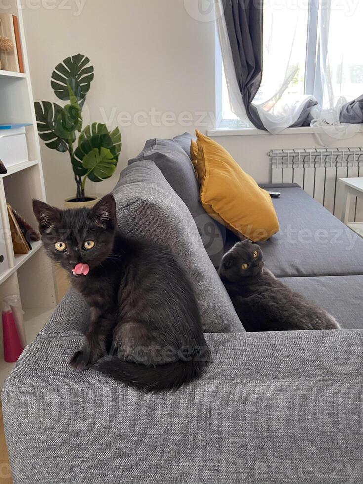 Black kitten and scottish fold cat playfully lounge on a gray sofa in a bright living room, capturing moment of curiosity and relaxation. Modern interior, with plants and soft pillows, photo