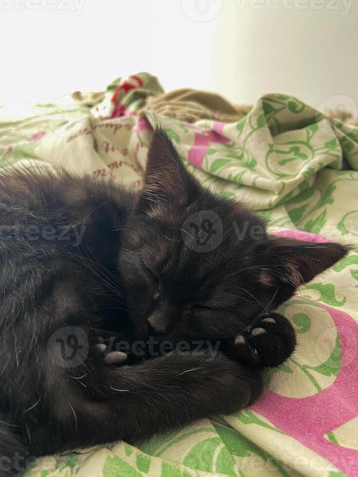 Cute little black kitten sleeps on green blanket close-up. Pet care concept photo