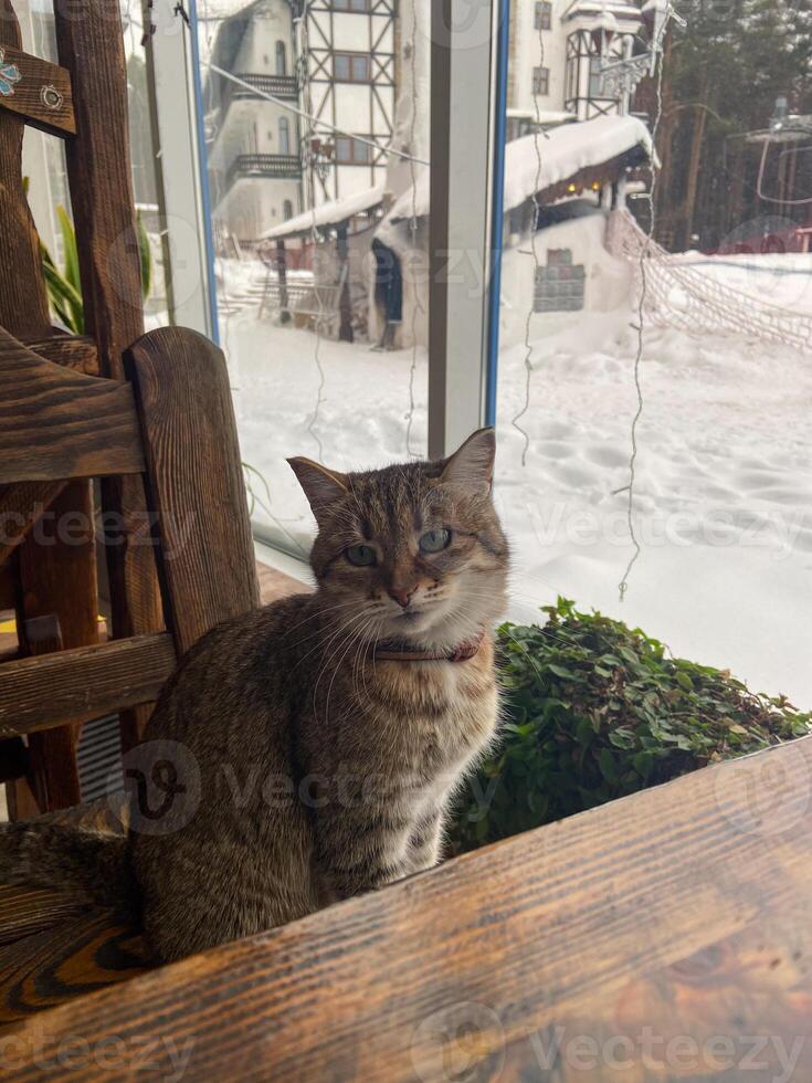 Curious scottish cat sitting on blanket on bed. Beautiful domestic grey cat with yellow eyes wear red collar with bell looking aside, relaxing, daylight from window photo