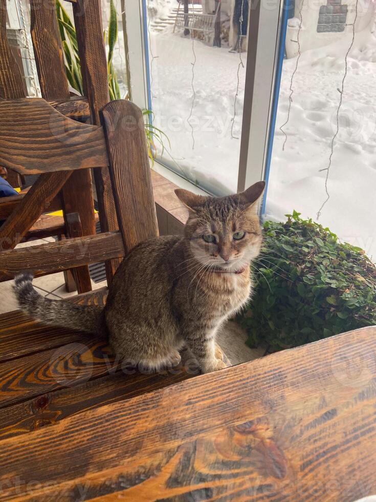 Curious scottish cat sitting on blanket on bed. Beautiful domestic grey cat with yellow eyes wear red collar with bell looking aside, relaxing, daylight from window photo
