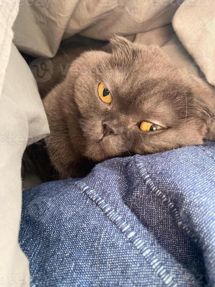 Lazy fat Grey cat Scottish fold on sofa at home, relaxed pet photo