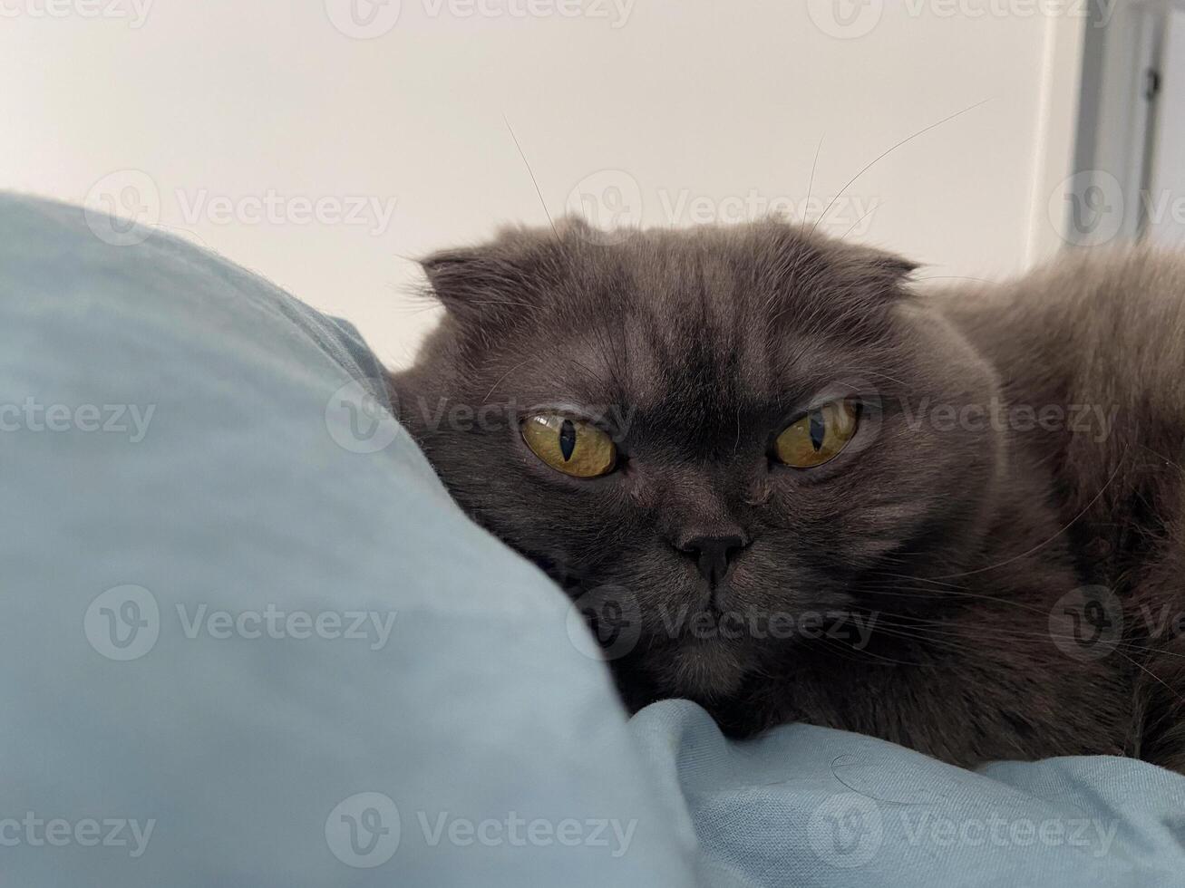 Lazy fat Grey cat Scottish fold on bed at home, relaxed pet photo
