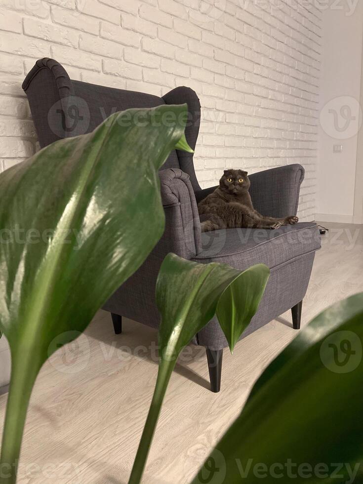 Scottish Fold cat perches on a chair, gazing out with its folded ears and round eyes, embodying elegance and curiosity photo