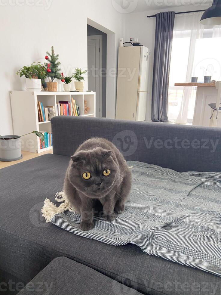 A Scottish Fold cat with distinctive folded ears and striking amber eyes lying attentively indoors. Purebred pet photo