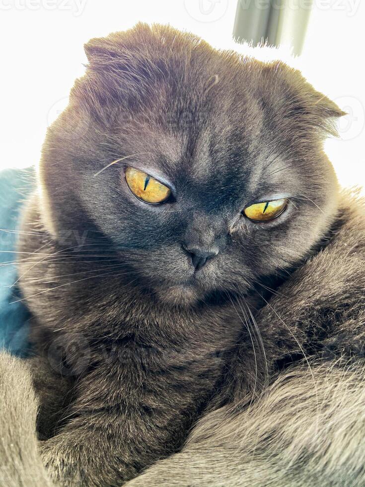 Lazy fat Grey cat Scottish fold on bed at home, relaxed pet photo