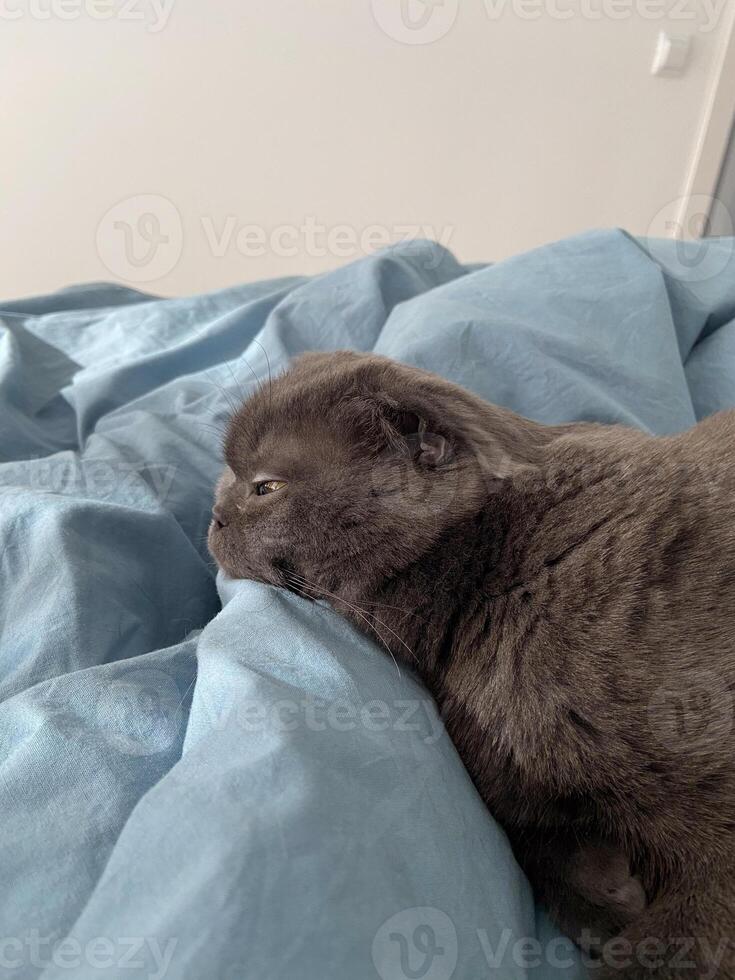 Lazy fat Grey cat Scottish fold on bed at home, relaxed pet photo