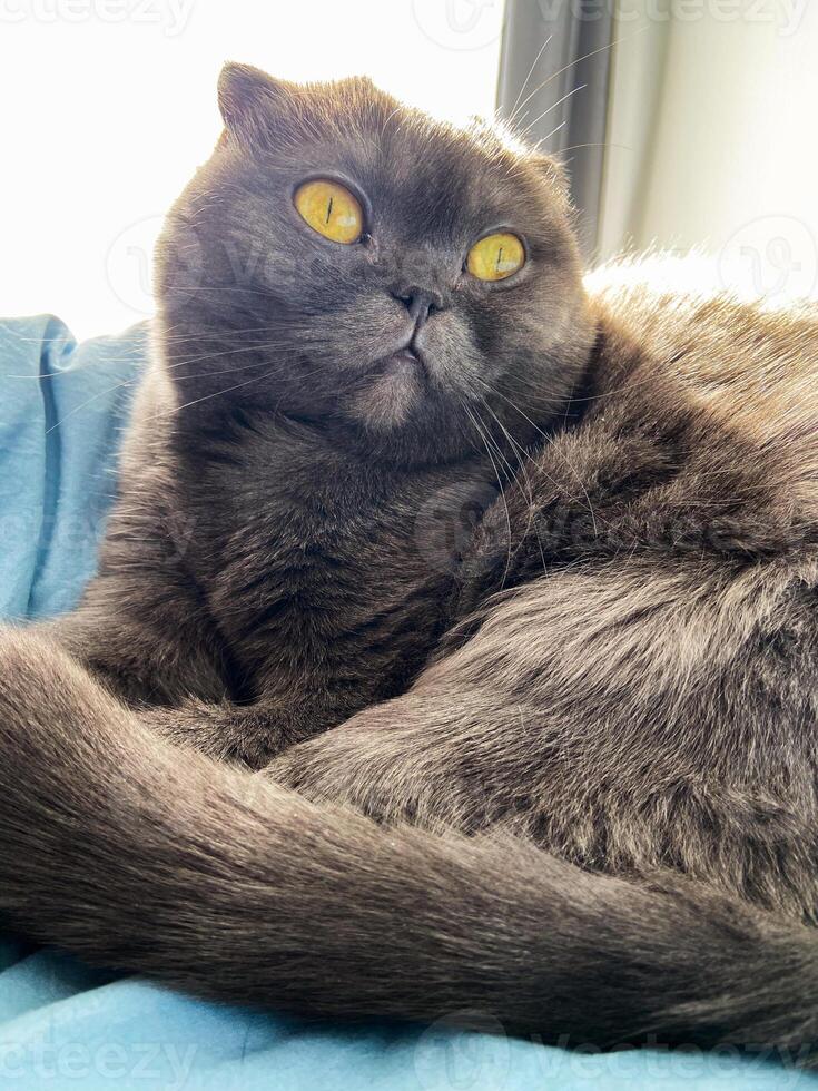Lazy fat Grey cat Scottish fold on bed at home, relaxed pet photo