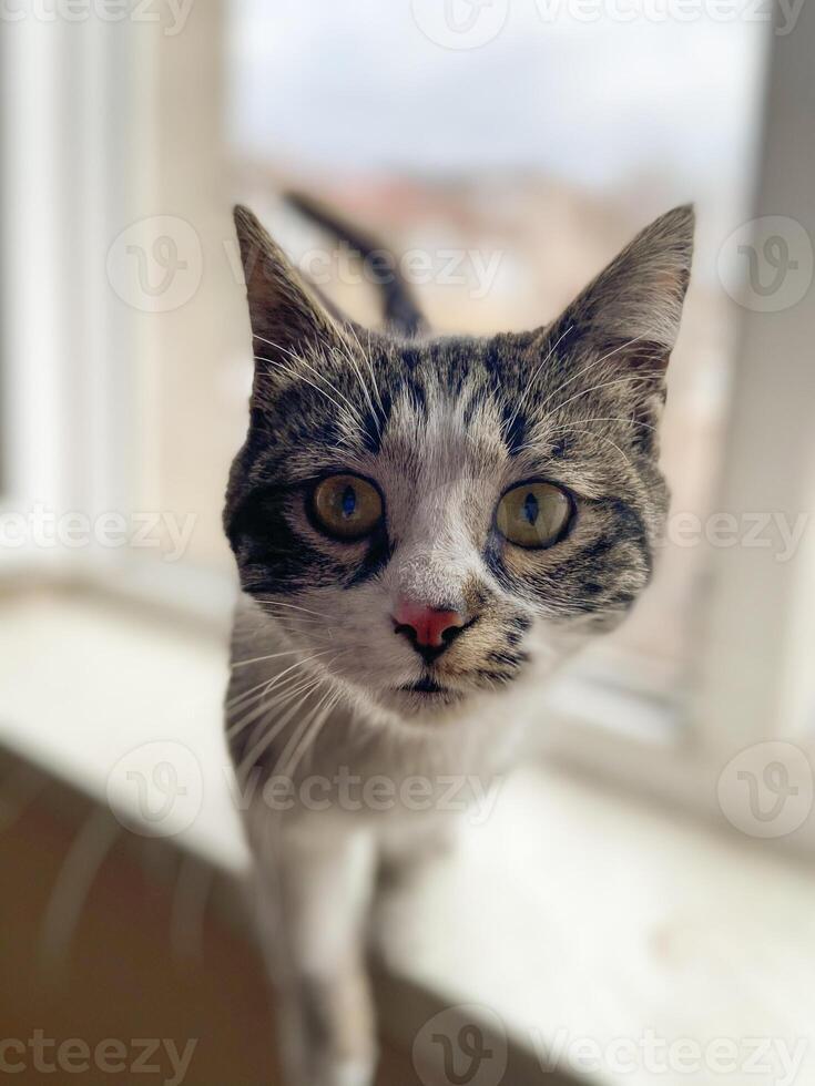 Curious cat stands on a windowsill. Soft light, expressive face and brings focus to its attentive posture. Funny pet concept photo
