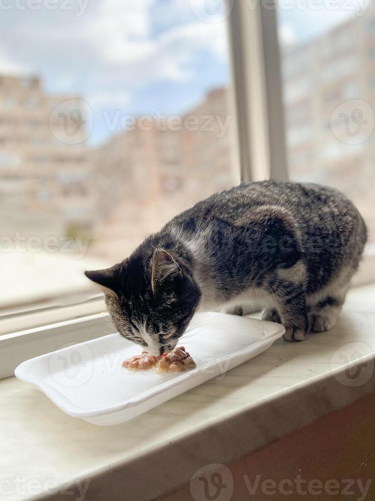 Cat enjoys a meal on a windowsill with bustling cityscape outside. Pet feeding at home concept photo