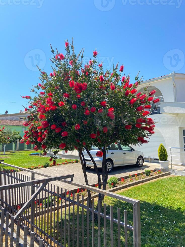 Vibrant red-flowered tree stands prominently at the front yard of a modern house under a clear blue sky. Beauty of suburban life with its blend of nature and contemporary architecture photo