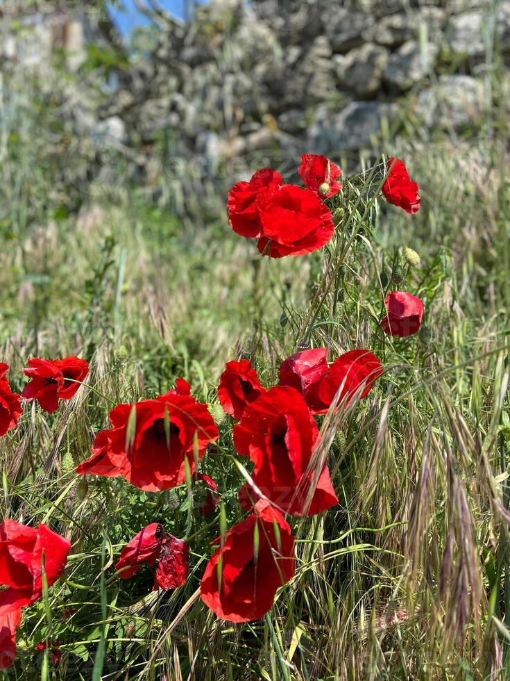 Field of vibrant red poppies blooms amidst green grass under a bright blue sky. Delicate flowers stand out against the backdrop of nature, creating a picturesque and serene landscape photo