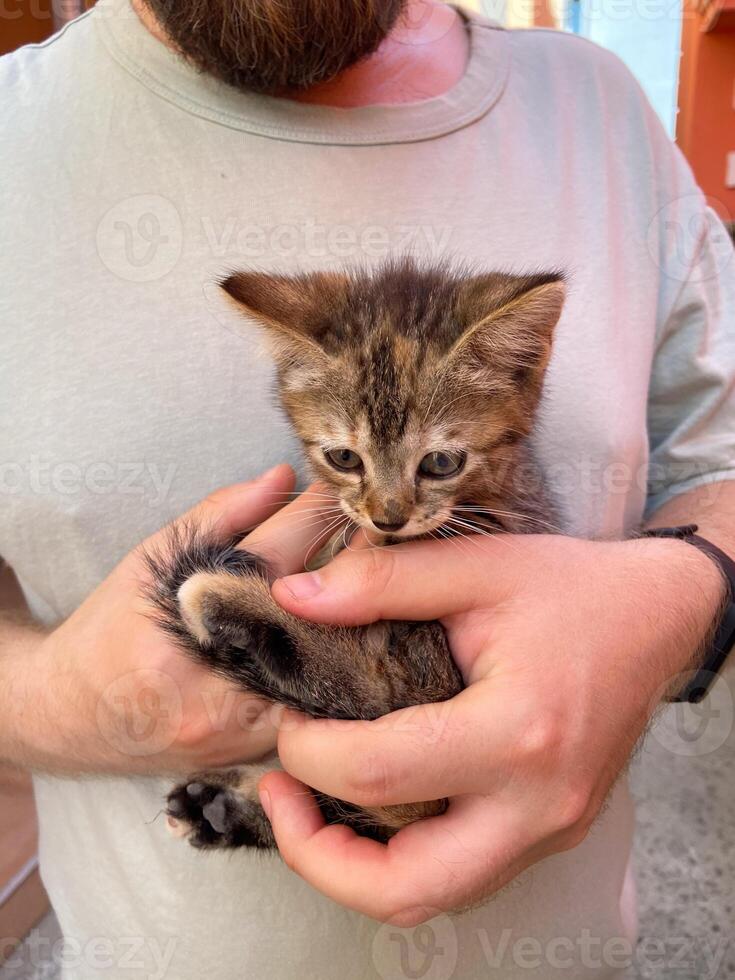 Millennial man in a straw hat and sunglasses holds lovingly at a small kitten in his hands. Tenderness moment captures the bond between human and pet. Themes of care and affection photo