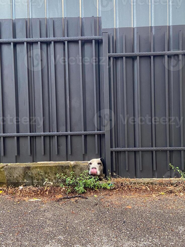 Curious dog peeks through a small gap in a metal fence, capturing a moment of unexpected charm. Pet concept photo
