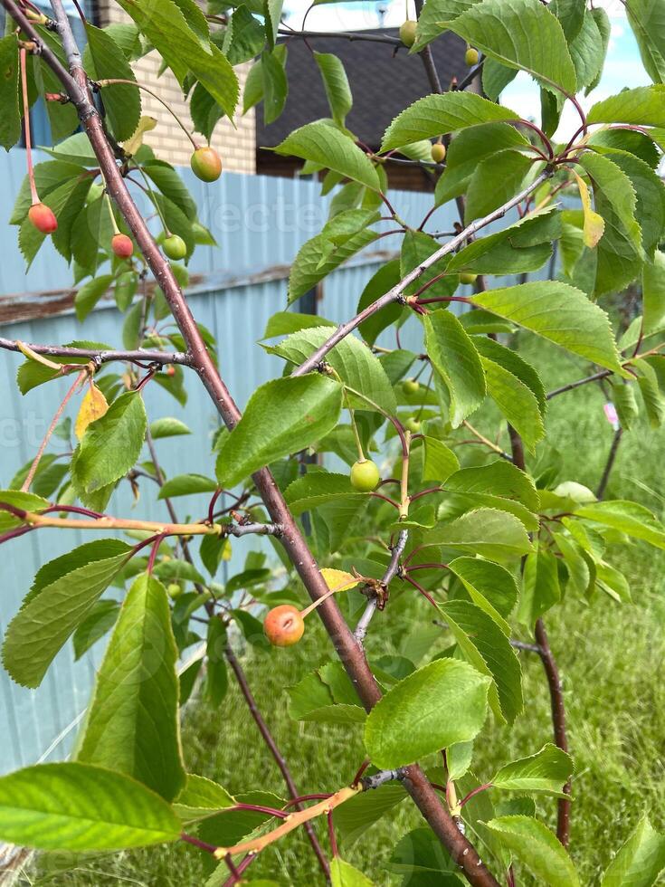 Young cherry tree with unripe green and red cherries nestled among vibrant green leaves, set against a backdrop of a fence and garden area. Early stages of fruit growth, photo