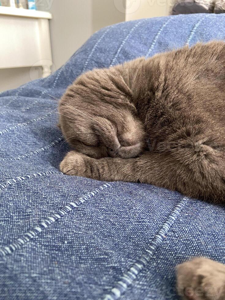 Peaceful gray scottish fold cat sleeping on soft surface at home. Relaxation, comfort, pet and cozy home concept photo