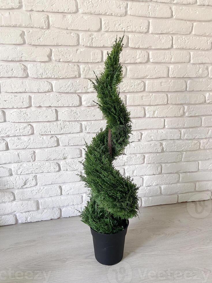 Beautiful twisted evergreen plant stands in a decorative pot against a textured white brick wall, adding a touch of nature to indoor setting. Intricate spiral shape of foliage creates a harmonious photo