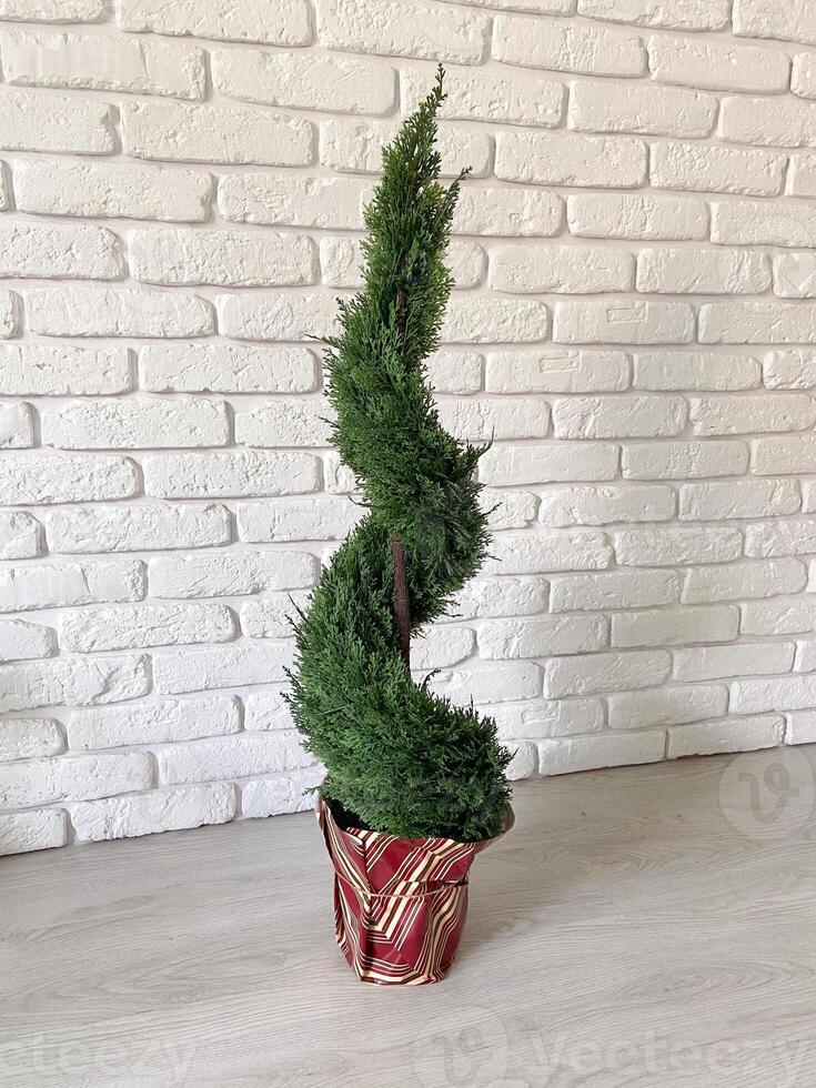 Beautiful twisted evergreen plant stands in a decorative pot against a textured white brick wall, adding a touch of nature to indoor setting. Intricate spiral shape of foliage creates photo