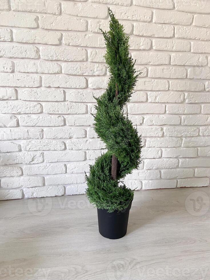 Beautiful twisted evergreen plant stands in a decorative pot against a textured white brick wall, adding a touch of nature to indoor setting. Intricate spiral shape of foliage creates photo