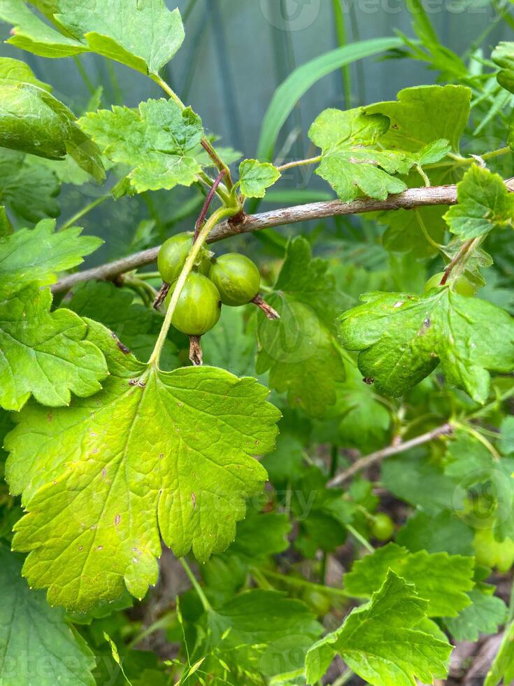 Unripe berries hang from a delicate branch surrounded by lush green leaves, embodying the promise of future harvest. The vibrant foliage captures the essence of early summer growth and vitality photo