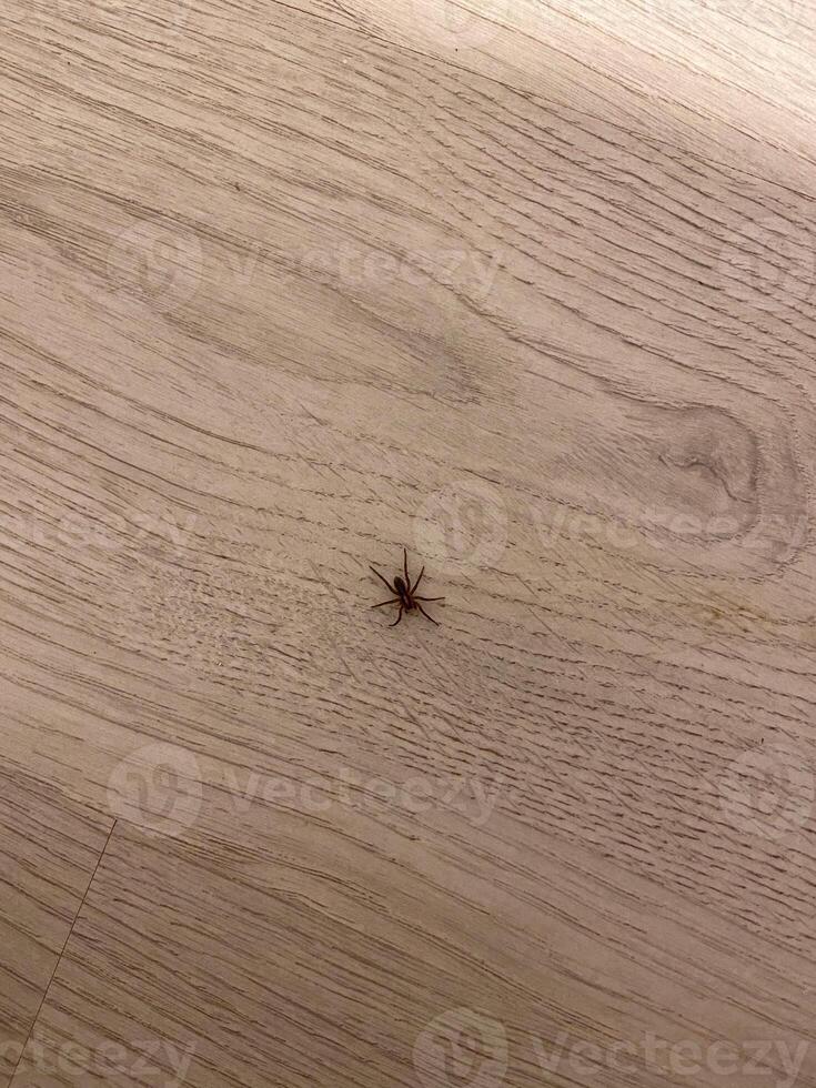 Lone spider rests on a wooden floor, creating a stark contrast between its delicate form and the expansive backdrop. photo