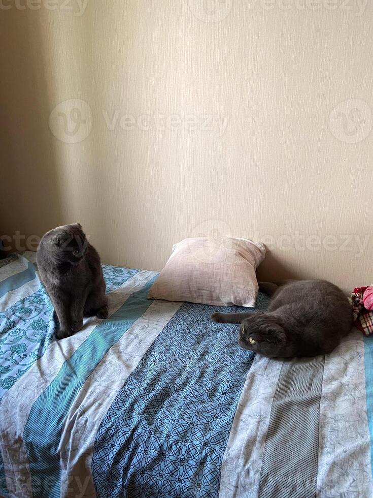 Curious cat sits alertly on a cozy bed, while another feline rests peacefully nearby, embodying serenity and companionship in a domestic setting. photo