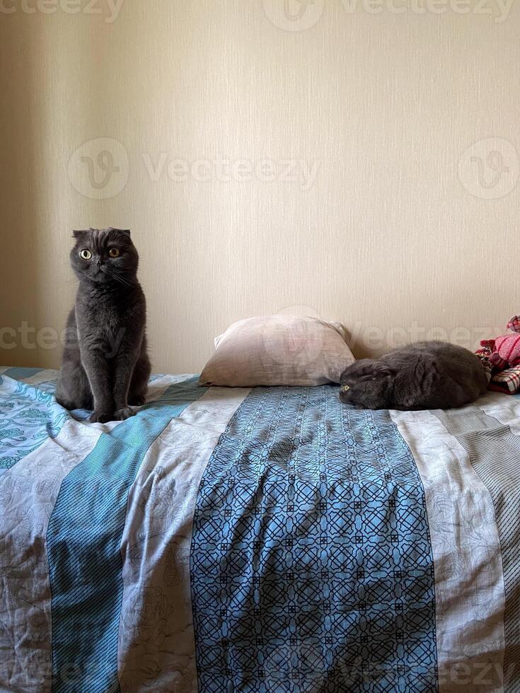 Curious cat sits alertly on a cozy bed, while another feline rests peacefully nearby, embodying serenity and companionship in a domestic setting. photo