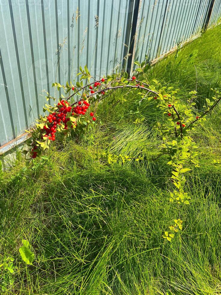 Vibrant branch with red berries arches over lush green grass against a metal fence, capturing the essence of a sunny day in the garden. The contrast between the vivid berries photo