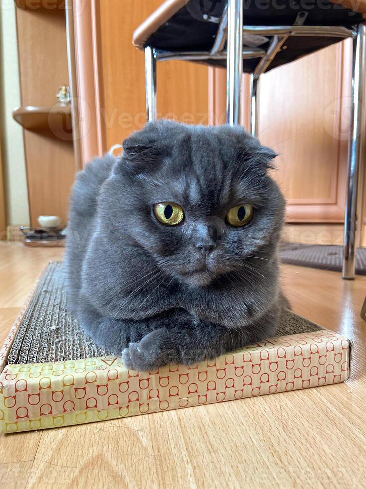 A Scottish Fold cat with distinctive folded ears and striking amber eyes lying attentively indoors. Purebred pet photo