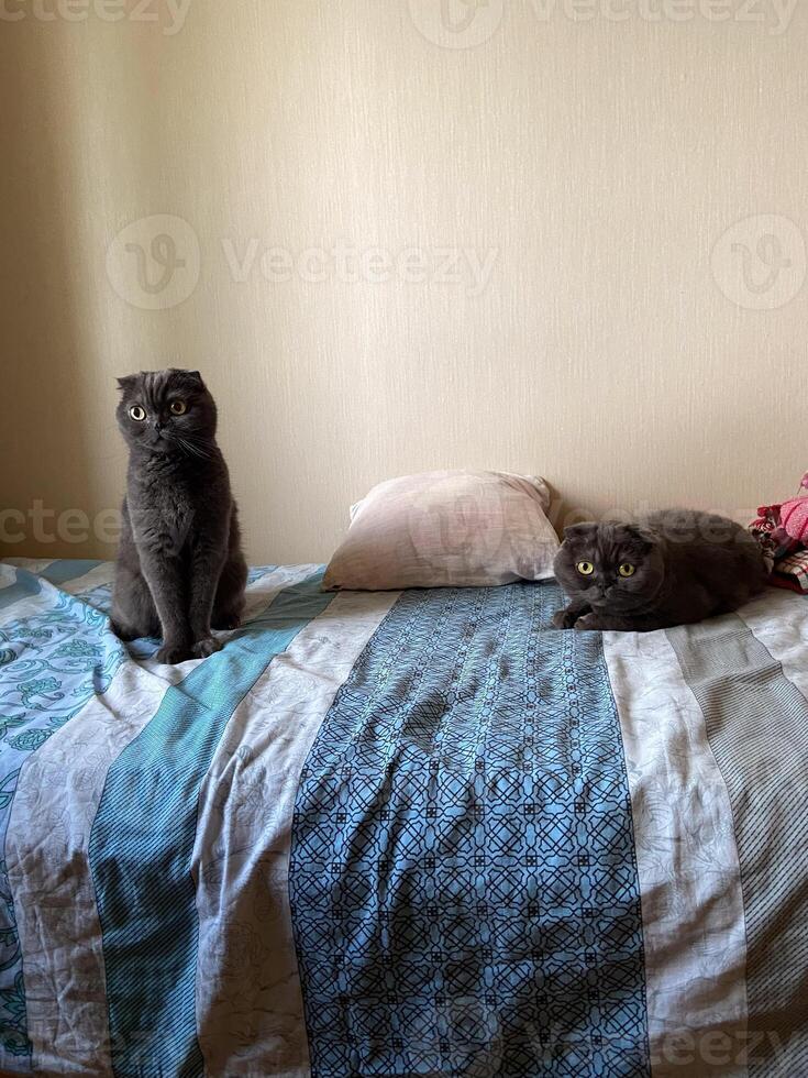 Curious cat sits alertly on a cozy bed, while another feline rests peacefully nearby, embodying serenity and companionship in a domestic setting. photo