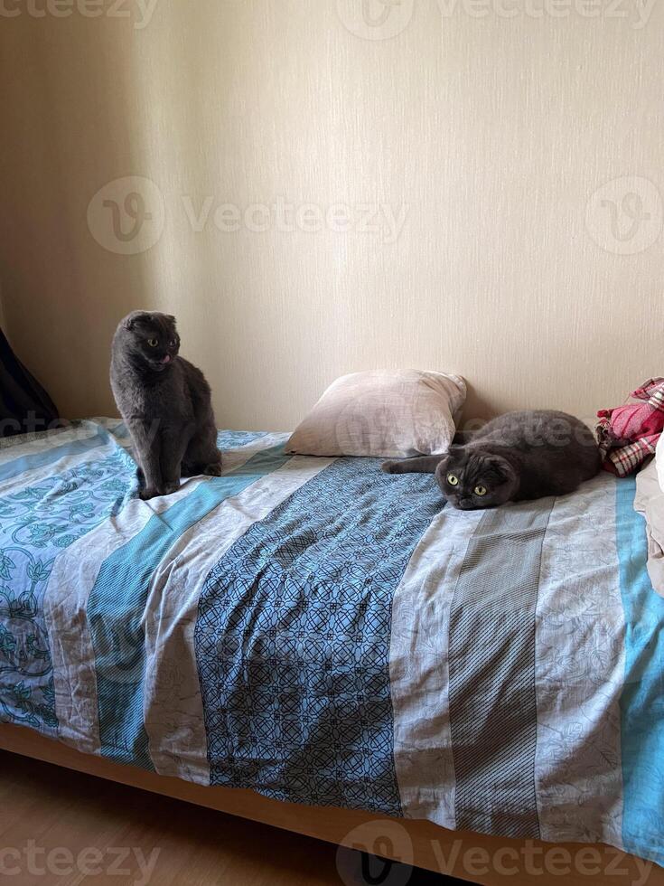 Curious cat sits alertly on a cozy bed, while another feline rests peacefully nearby, embodying serenity and companionship in a domestic setting. photo