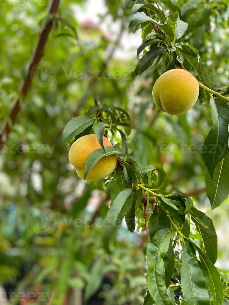 Ripe peach hangs delicately from a lush green branch, surrounded by vibrant leaves, capturing the essence of summer's bounty. Simple beauty and abundance of nature in a garden setting photo