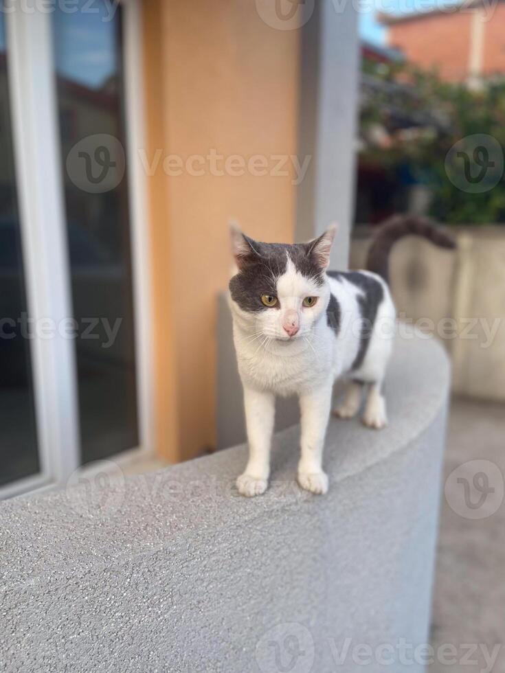 Calm white and gray cat sits attentively on a ledge, gazing into the distance with a thoughtful expression. Moment of reflection and tranquility for this elegant feline photo