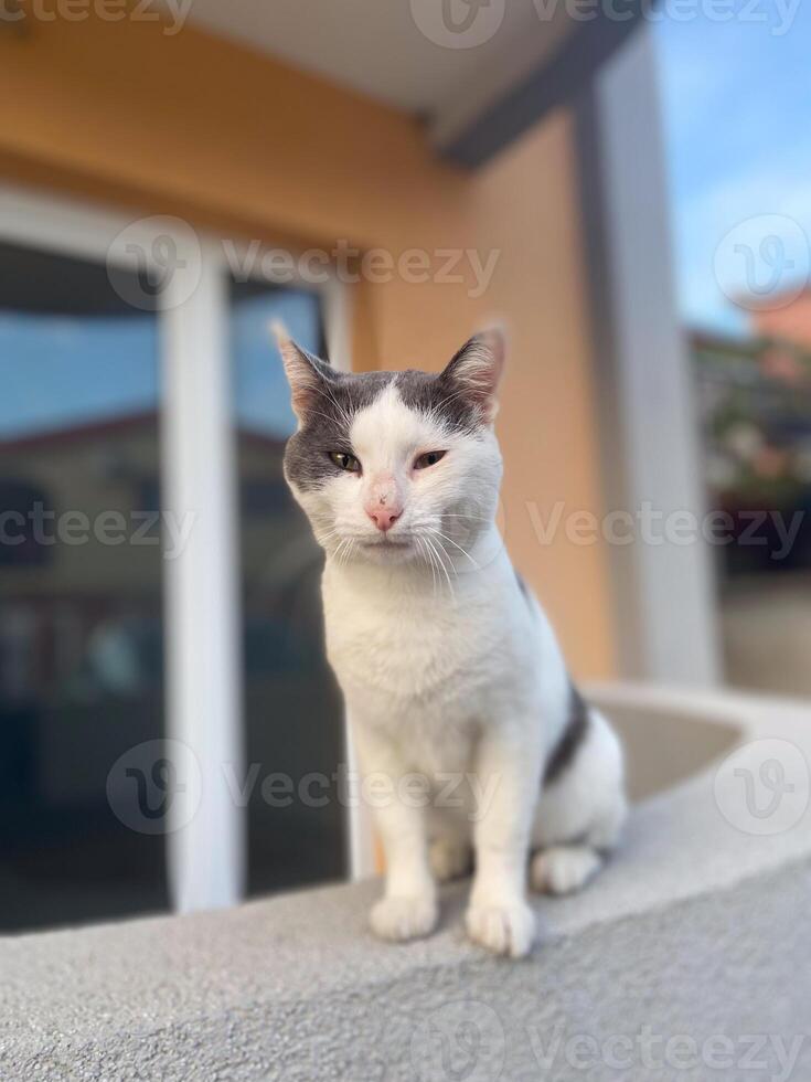 Calm white and gray cat sits attentively on a ledge, gazing into the distance with a thoughtful expression. Moment of reflection and tranquility for this elegant feline photo