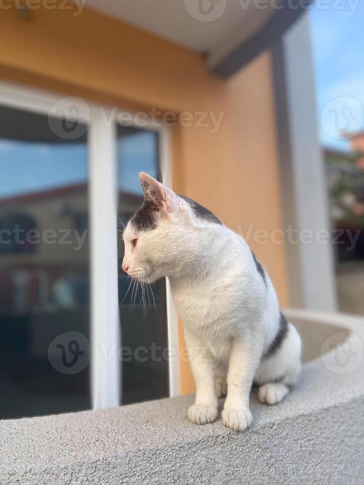 Calm white and gray cat sits attentively on a ledge, gazing into the distance with a thoughtful expression. Moment of reflection and tranquility for this elegant feline photo