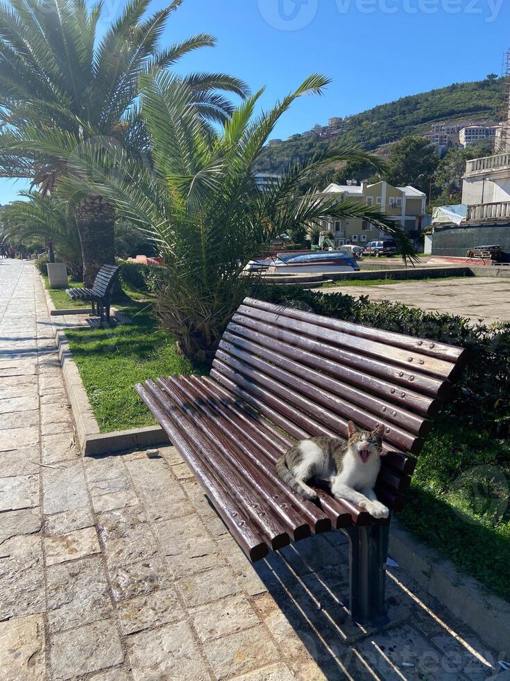Street cat enjoys a sunlit nap on a wooden bench in a peaceful urban park, with lush greenery and buildings in background. photo