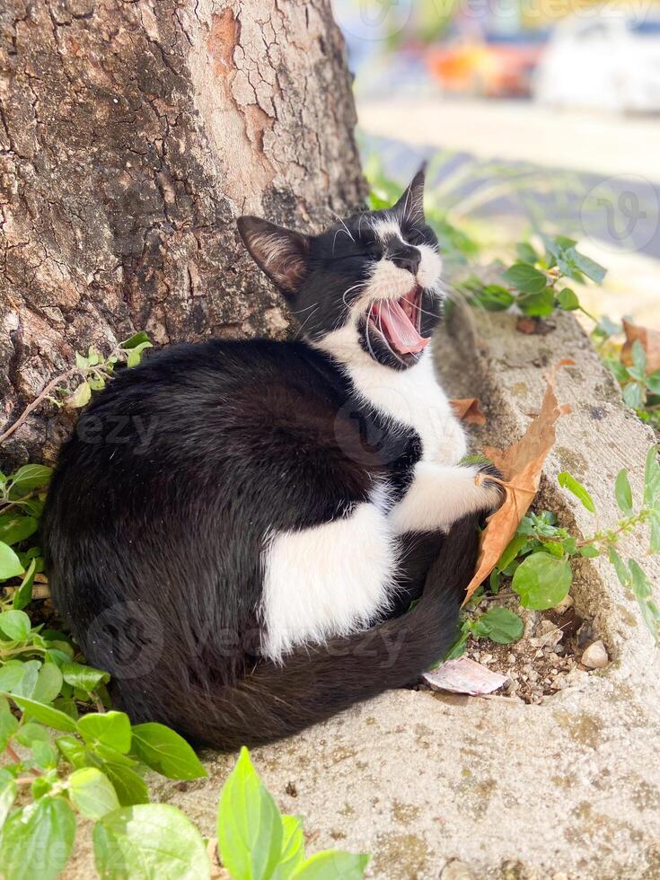 Black and white cat yawns lazily while curled up at the base of a tree, surrounded by greenery and fallen leaves. photo