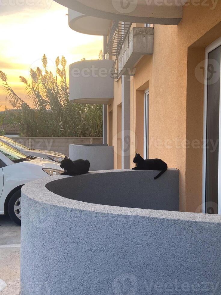 Two black cats rest quietly on a curved ledge as the sun sets behind a building, creating a peaceful urban scene. Warm glow of the sunset highlights the architectural lines photo