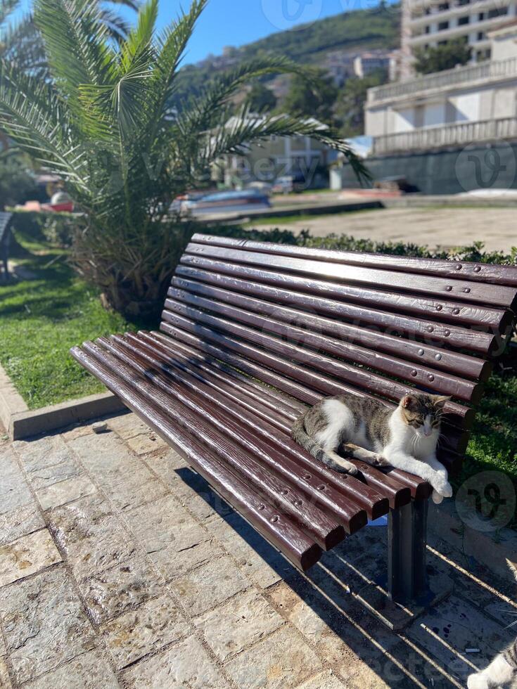 Street cat enjoys a sunlit nap on a wooden bench in a peaceful urban park, with lush greenery and buildings in background. photo
