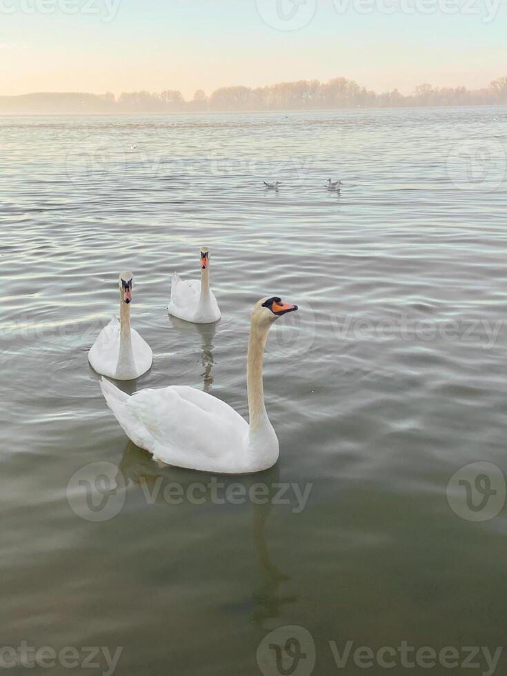 Elegant swans glide gracefully across a serene lake as soft light of dawn bathes landscape in a gentle glow. Natural beauty and peacefulness in early morning mist photo