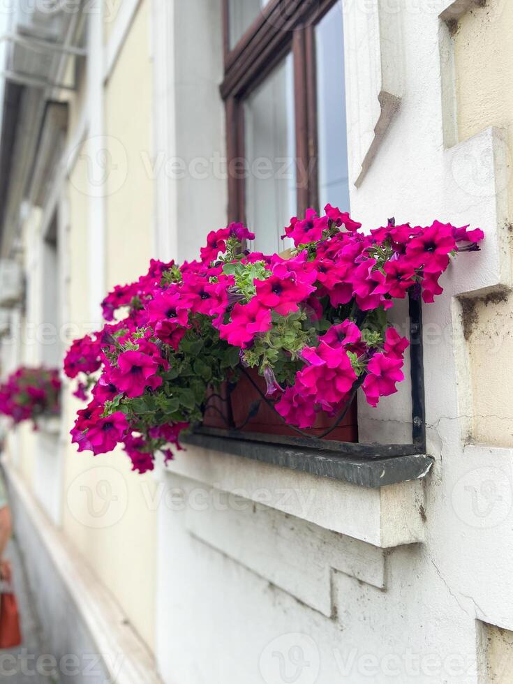 Vibrant pink flowers in window boxes on charming urban building. Lively blossoms create a beautiful contrast with the classic architectural elements of the city backdrop photo