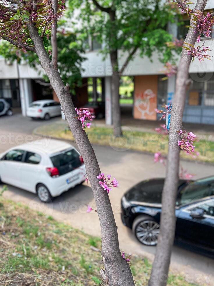 Vibrant pink blossoms on tree in urban setting with cars in the background. Harmony of nature and city life captured during springtime showing a glimpse of beauty amidst urbanization photo