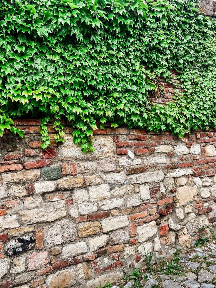 Stone pathway lined with ivy-covered walls leads to an old fortress under a soft, cloudy sky. the serene atmosphere captures a moment of timeless beauty and peaceful isolation in a historical setting. photo