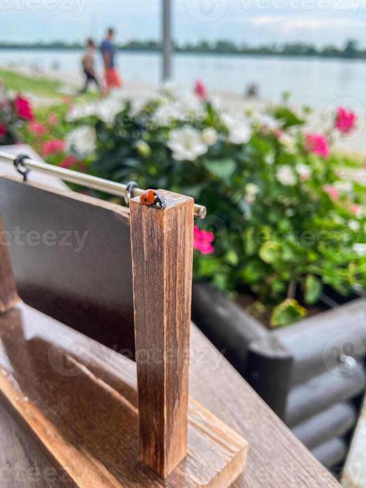 Cute ladybug on a wooden fence, macro photography photo