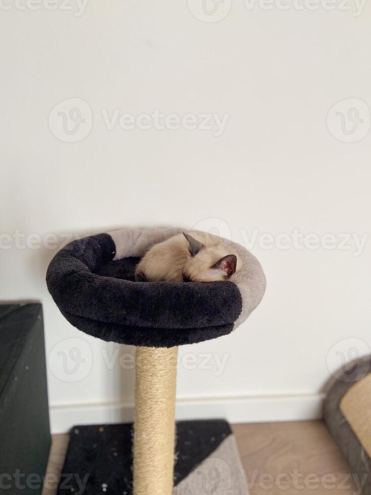 Funny small Siamese kitten sleeping in a cat bed photo
