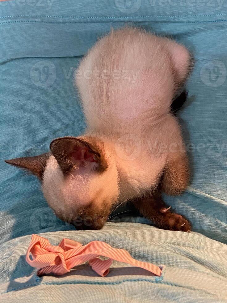 Cute kitten siamese cat at home. Pet concept photo