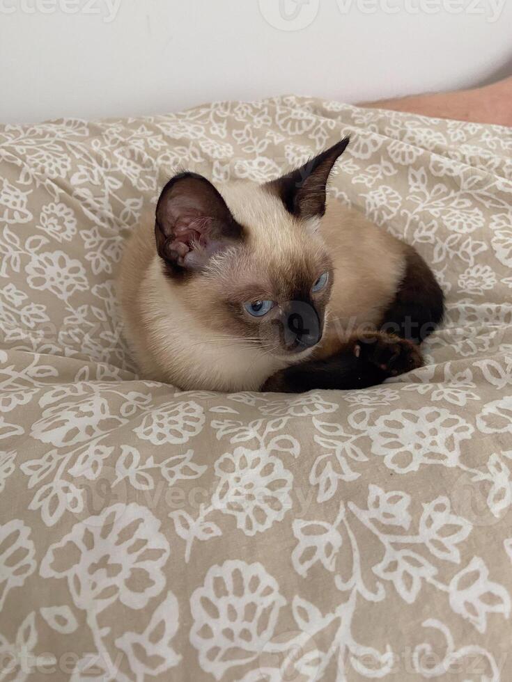 Cozy siamese kitten nestles into soft beige bedding on a neatly made bed. Pillows and blankets provide a serene and tranquil atmosphere perfect for a peaceful sleep. Pet care and domestic cat concept photo